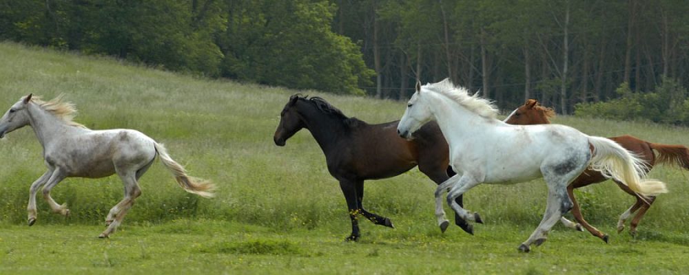 Prodaja opreme za konje i jahače