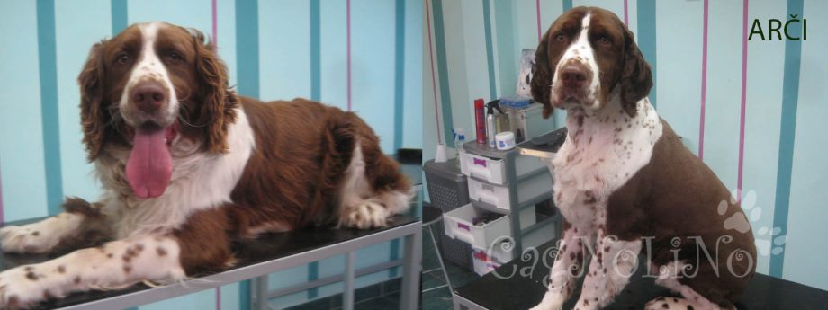 Pet salon