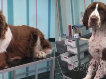Pet salon