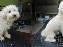 Profesionalni groomer