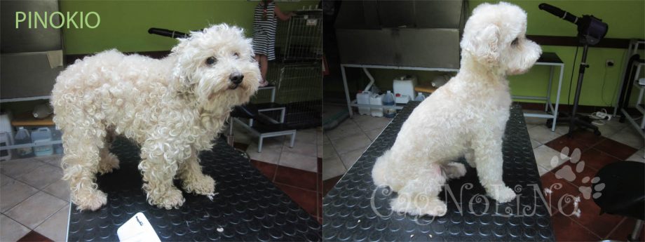Profesionalni groomer