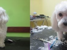 Čišćenje ušiju kod pasa i mačaka