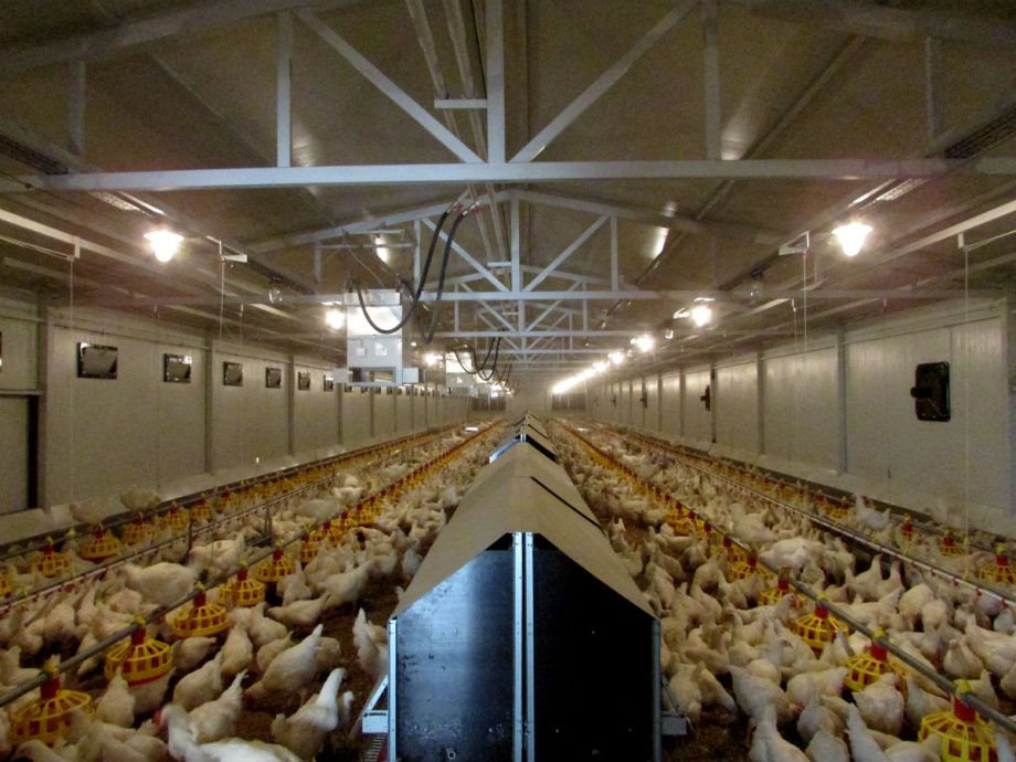 Farma za eksploataciju roditeljskog jata